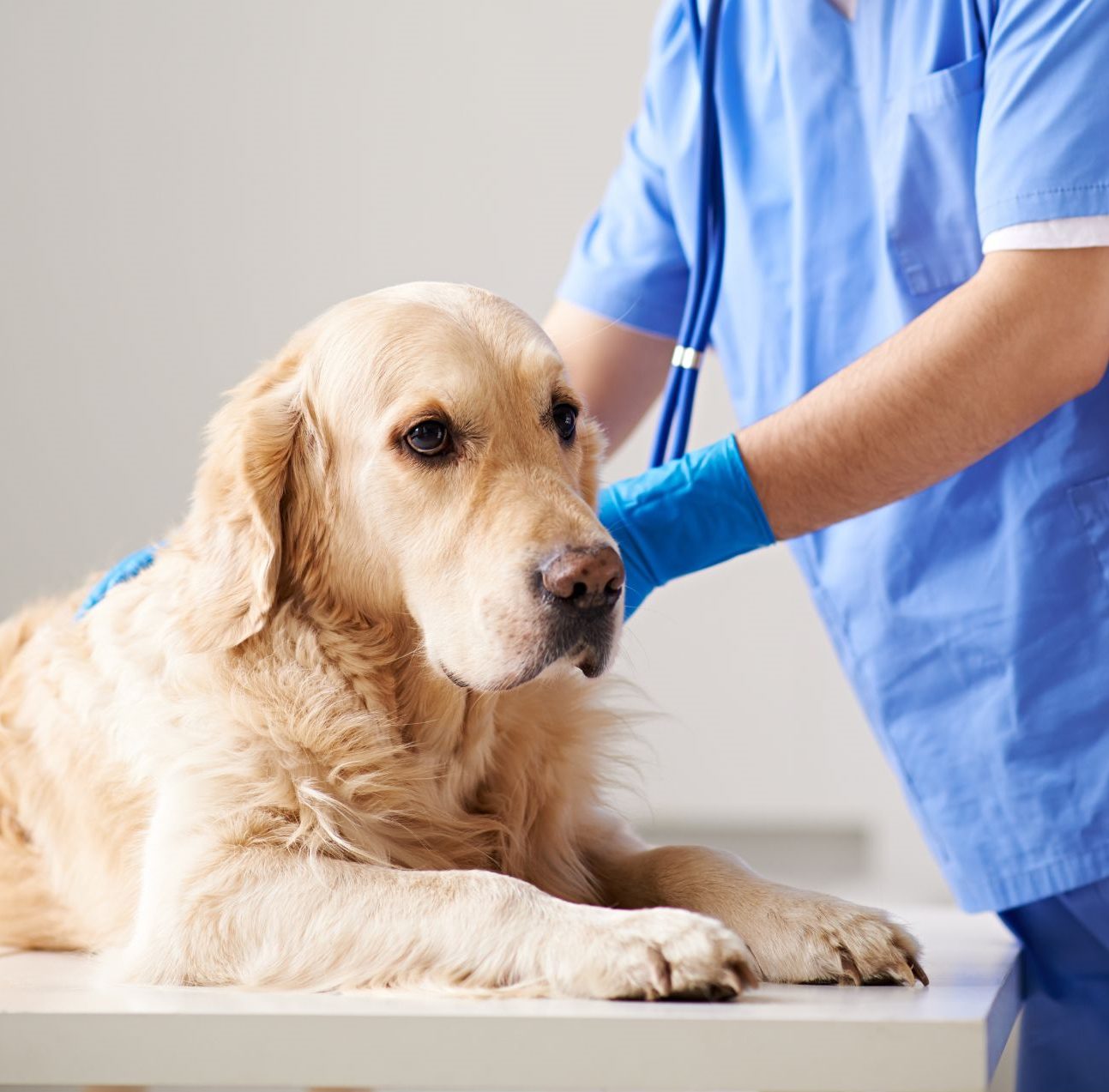 Ceník veterinárních úkonů