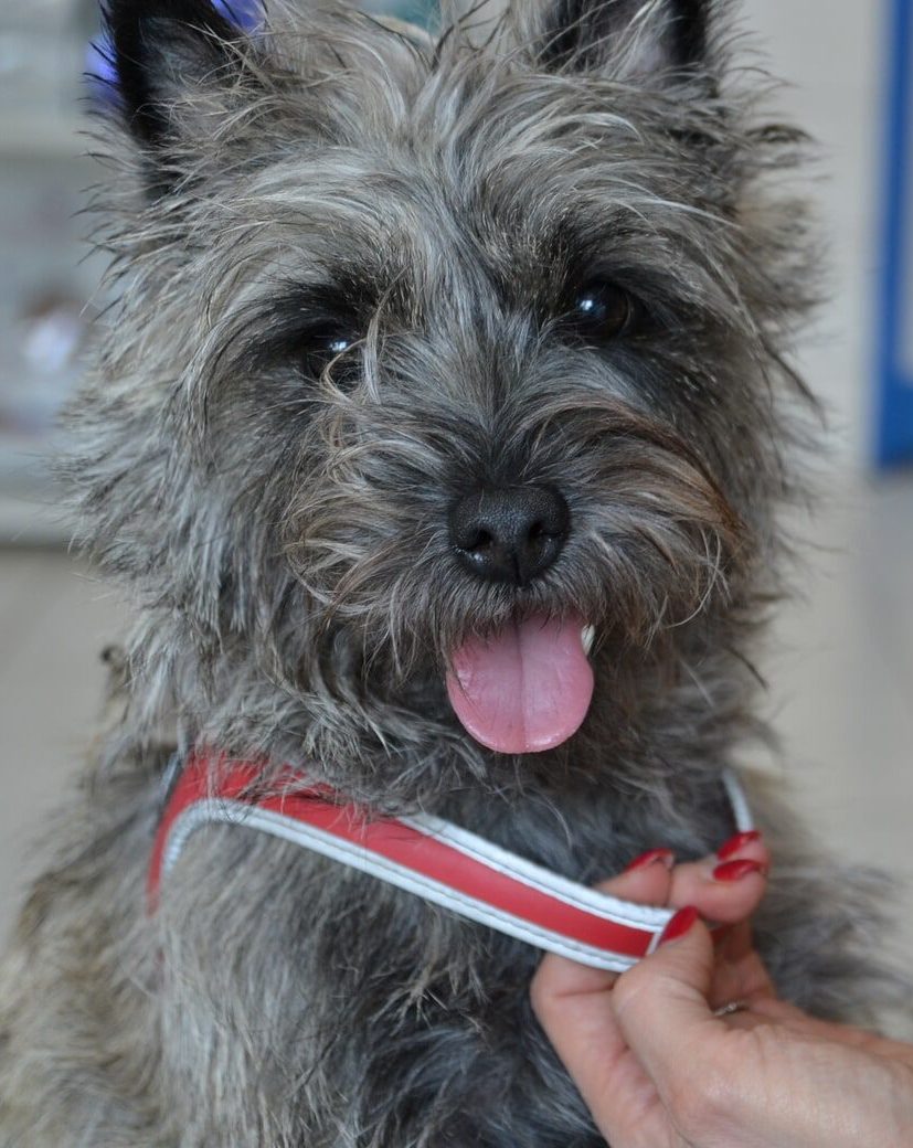 Veterinární klinika OK-VET